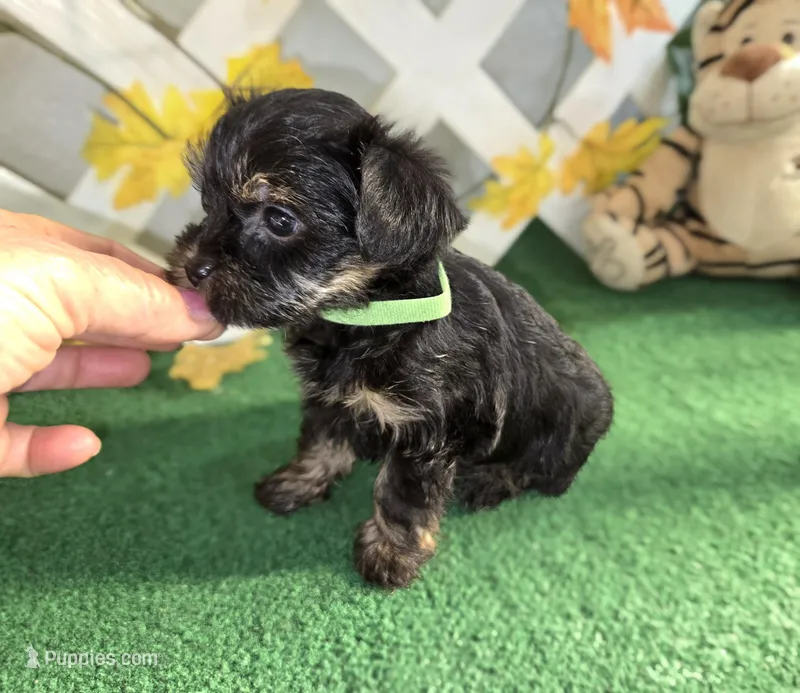 Toy Snorkie Green – Miniature Schnauzer, Yorkshire Terrier puppy for sale in Antlers, OK