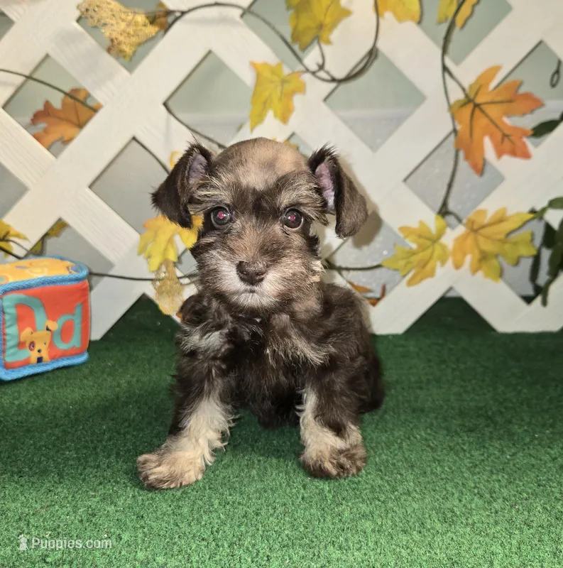 Toy Liver Tan, a female Miniature Schnauzer for sale in Antlers, OK – 1 of 2