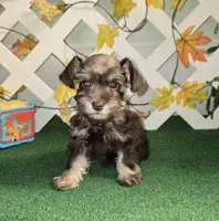 Toy Liver Tan, a female Miniature Schnauzer for sale in Antlers, OK – 1 of 2