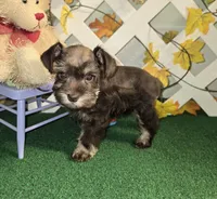 Toy Liver Tan, a female Miniature Schnauzer for sale in Antlers, OK – 2 of 2