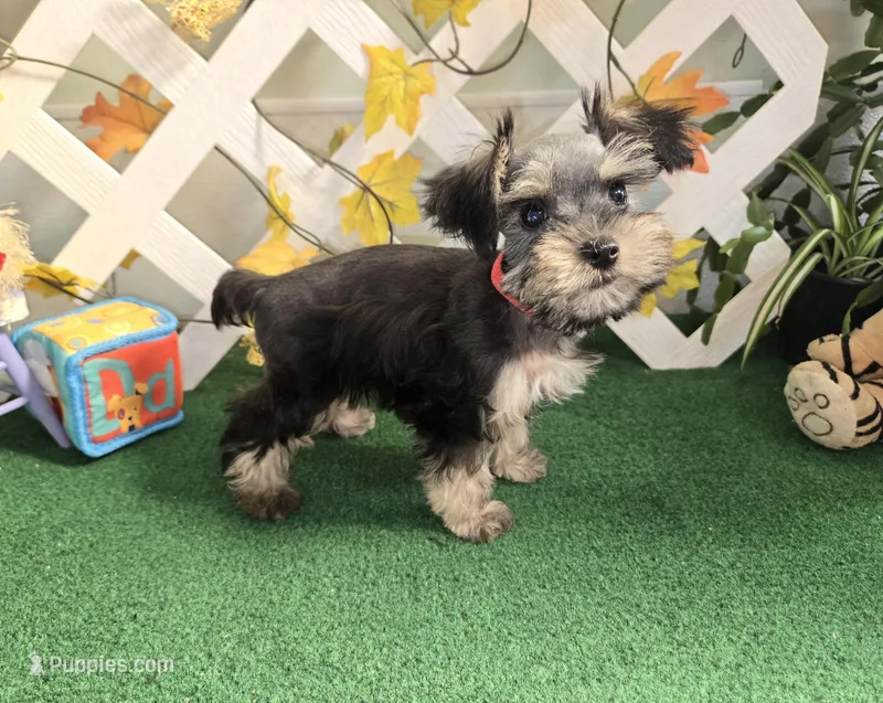 Toy Snorkie Red – Miniature Schnauzer, Yorkshire Terrier puppy for sale in Antlers, OK