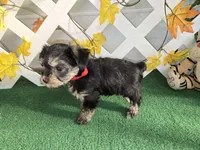 Toy Snorkie Red, a female Miniature Schnauzer and Yorkshire Terrier for sale in Antlers, OK – Photo 3 of 5