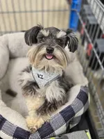 Toy Snorkie Red, a female Miniature Schnauzer and Yorkshire Terrier for sale in Antlers, OK – Photo 5 of 5