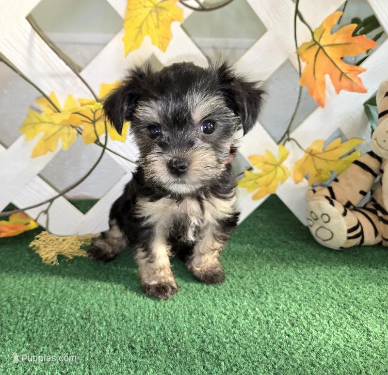 Toy Snorkie Red, a female Miniature Schnauzer and Yorkshire Terrier for sale in Antlers, OK – Photo 1 of 5