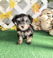 Toy Snorkie Red, a female Miniature Schnauzer and Yorkshire Terrier for sale in Antlers, OK – Photo 2 of 5