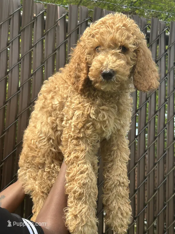 Prince – Poodle - Standard  puppy for sale in Courtland, AL