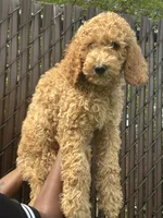 Prince, a male Poodle - Standard  for sale in Courtland, AL – 1 of 6