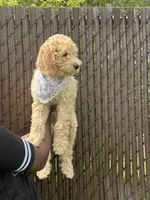 Ace, a male Poodle - Standard  for sale in Courtland, AL – 2 of 2