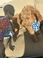 Prince, a male Poodle - Standard  for sale in Courtland, AL – 5 of 6