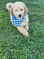 Jack, a male Poodle - Standard  for sale in Courtland, AL – 1 of 1