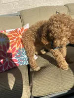 Prince, a male Poodle - Standard  for sale in Courtland, AL – 4 of 6
