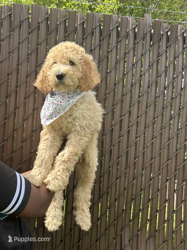 Ace – Poodle - Standard  puppy for sale in Courtland, AL