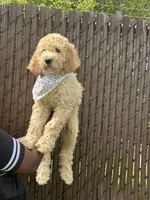 Ace, a male Poodle - Standard  for sale in Courtland, AL – 1 of 2