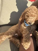 Prince, a male Poodle - Standard  for sale in Courtland, AL – 3 of 6