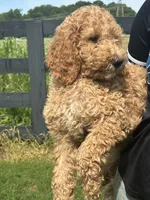 Prince, a male Poodle - Standard  for sale in Courtland, AL – 2 of 6