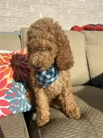 Prince, a male Poodle - Standard  for sale in Courtland, AL – 6 of 6