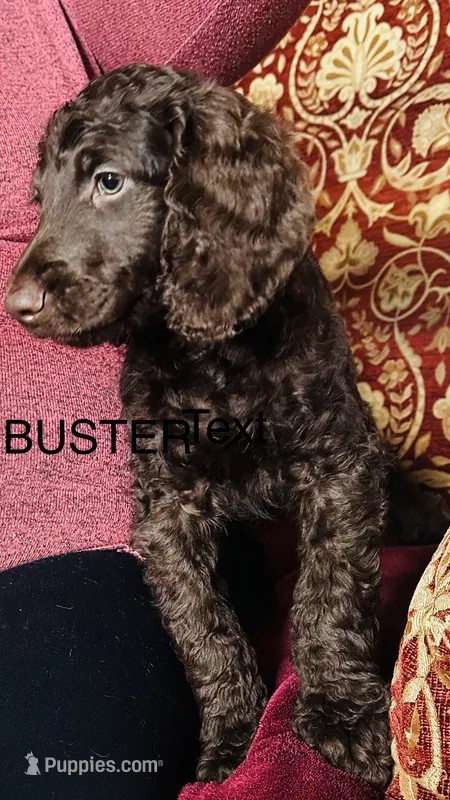 Buster