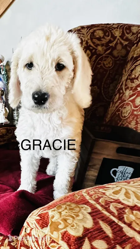 Gracie 