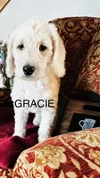 Gracie , a female Labradoodle for sale in Yakima, WA – Photo 1 of 7