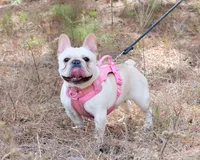 Honey - spayed, a female French Bulldog for sale in Saint Matthews, SC – Photo 4 of 4