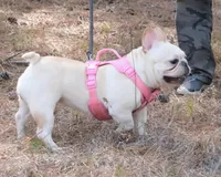 Honey - spayed, a female French Bulldog for sale in Saint Matthews, SC – Photo 3 of 4