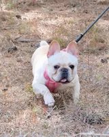 Honey - spayed, a female French Bulldog for sale in Saint Matthews, SC – Photo 1 of 4