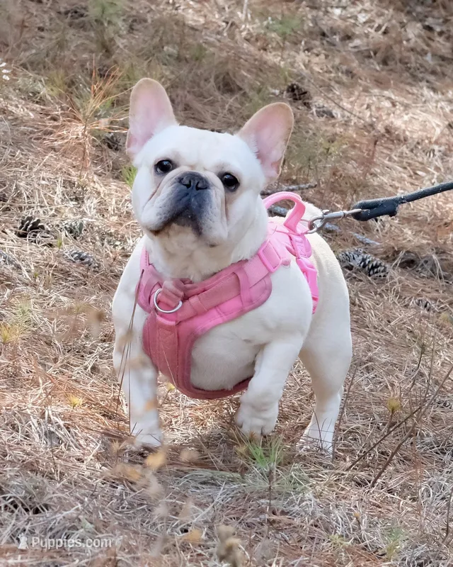 Honey - spayed – French Bulldog puppy for sale in Saint Matthews, SC