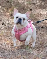 Honey - spayed, a female French Bulldog for sale in Saint Matthews, SC – Photo 2 of 4