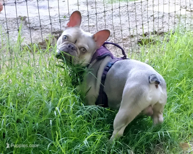 Maverick – French Bulldog puppy for sale in Saint Matthews, SC