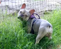 Maverick, a male French Bulldog for sale in Saint Matthews, SC – 1 of 6