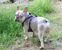 Maverick, a male French Bulldog for sale in Saint Matthews, SC – 3 of 6