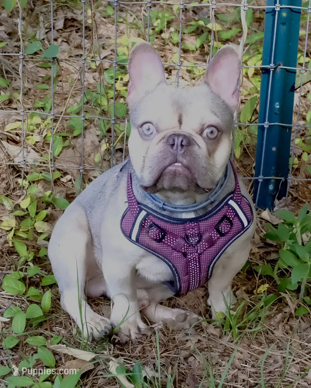 Maverick – French Bulldog puppy for sale in Saint Matthews, SC