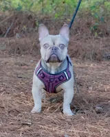 Maverick, a male French Bulldog for sale in Saint Matthews, SC – Photo 3 of 3