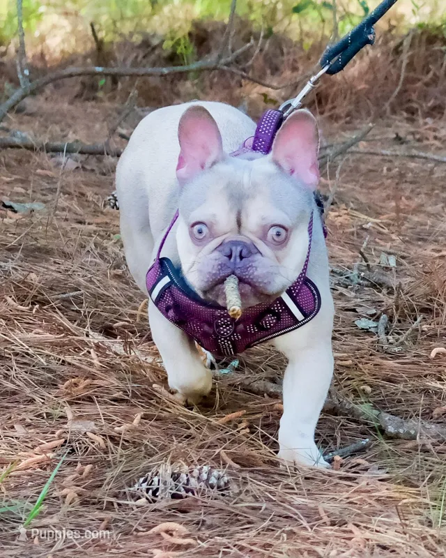 Maverick – French Bulldog puppy for sale in Saint Matthews, SC