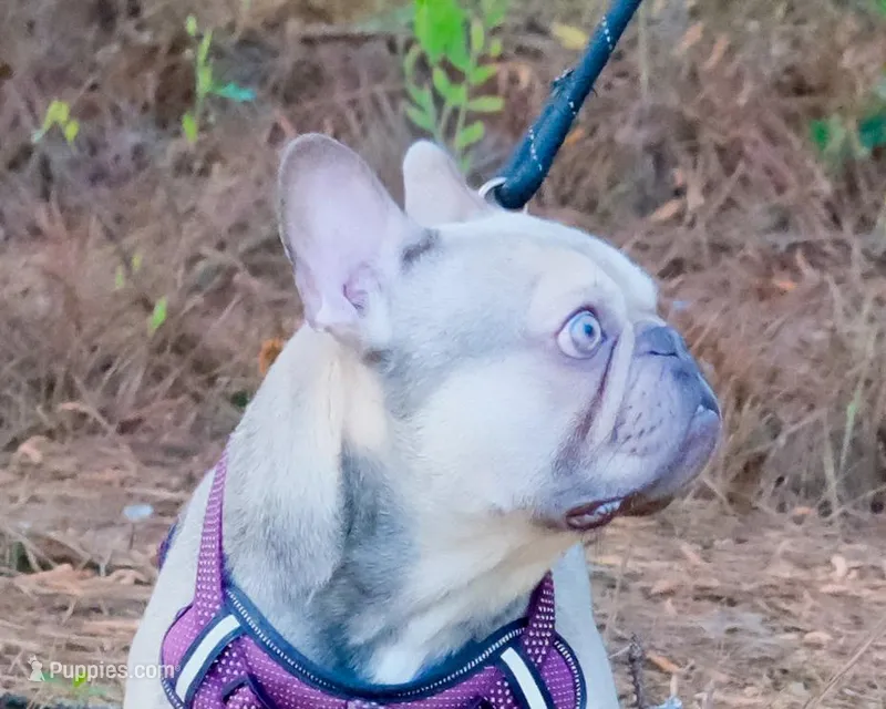 Maverick – French Bulldog puppy for sale in Saint Matthews, SC