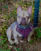 Maverick, a male French Bulldog for sale in Saint Matthews, SC – 2 of 6
