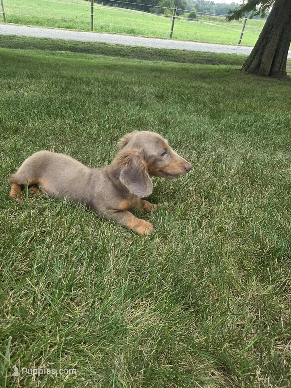 Oscar – Dachshund puppy for sale in Loogootee, IN