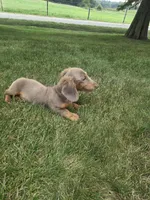 Oscar, a male Dachshund for sale in Loogootee, IN – 1 of 3