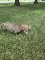 Oscar, a male Dachshund for sale in Loogootee, IN – 3 of 3