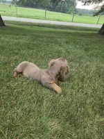 Oscar, a male Dachshund for sale in Loogootee, IN – 2 of 3