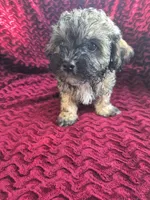 Shiloh, a female Havapoo for sale in Richmond, TX – 6 of 7