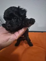 Burke, a male Havapoo for sale in Richmond, TX – 2 of 3