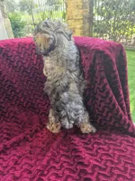 Shiloh, a female Havapoo for sale in Richmond, TX – 5 of 7