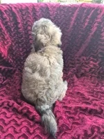 Cloudy, a male Havapoo for sale in Richmond, TX – 5 of 6