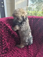 Vale, a male Havapoo for sale in Richmond, TX – 4 of 5