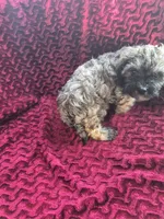 Shiloh, a female Havapoo for sale in Richmond, TX – 7 of 7