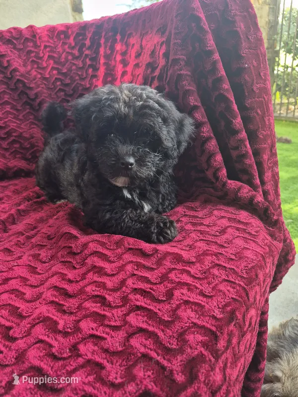Saphire – Havapoo puppy for sale in Richmond, TX