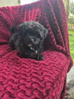 Saphire, a female Havapoo for sale in Richmond, TX – 2 of 4