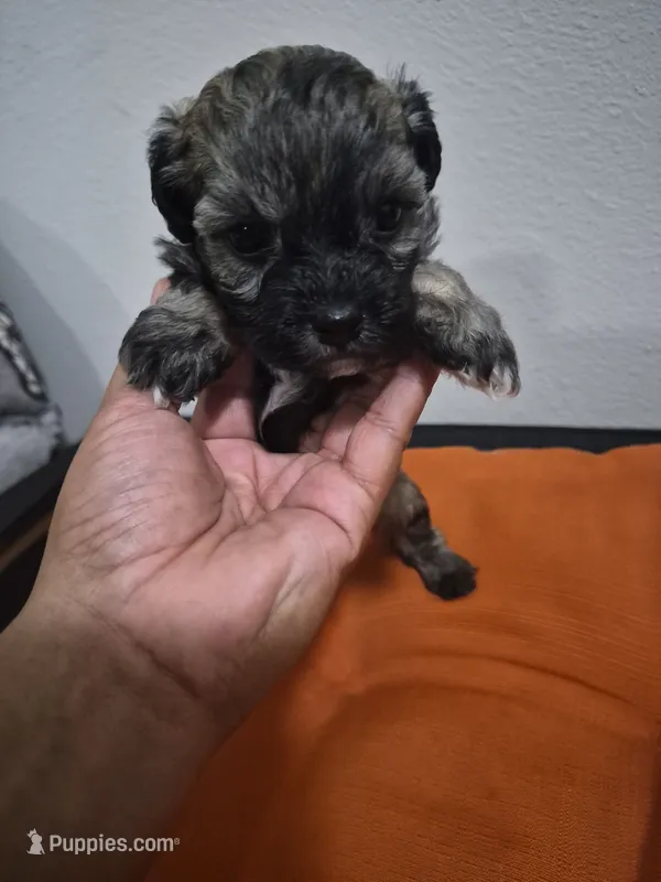 Vale – Havapoo puppy for sale in Richmond, TX