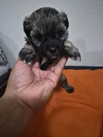 Vale, a male Havapoo for sale in Richmond, TX – 1 of 5
